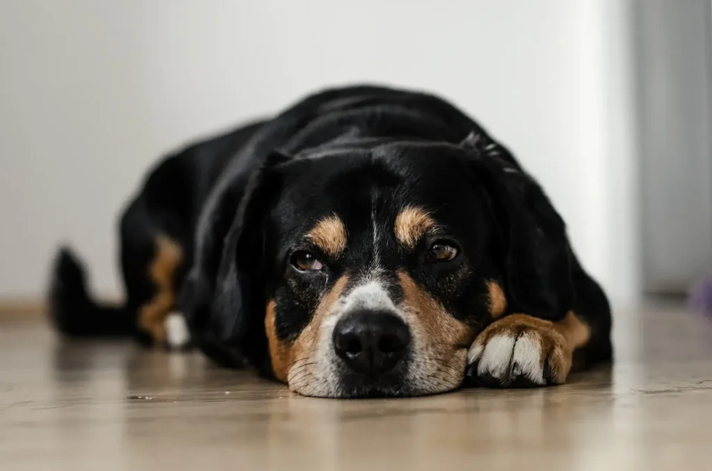 Dog lying on floor