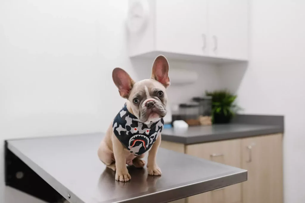 Dog with gray fur wearing a scarf and sitting on a table in a vet' office