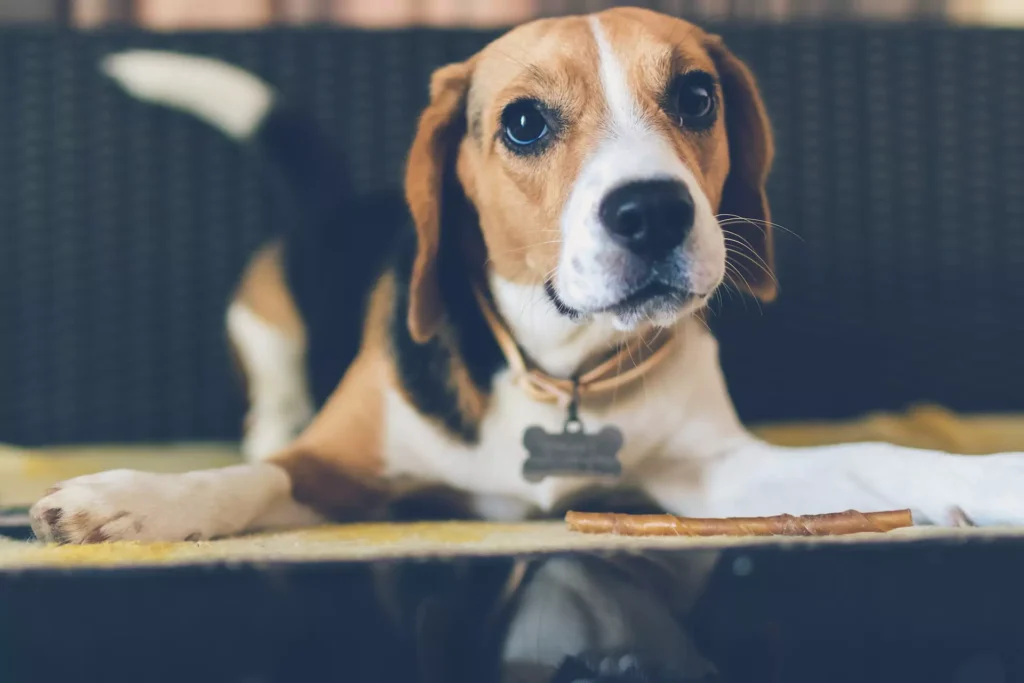 beagle with brown and white fur staring straight ahead