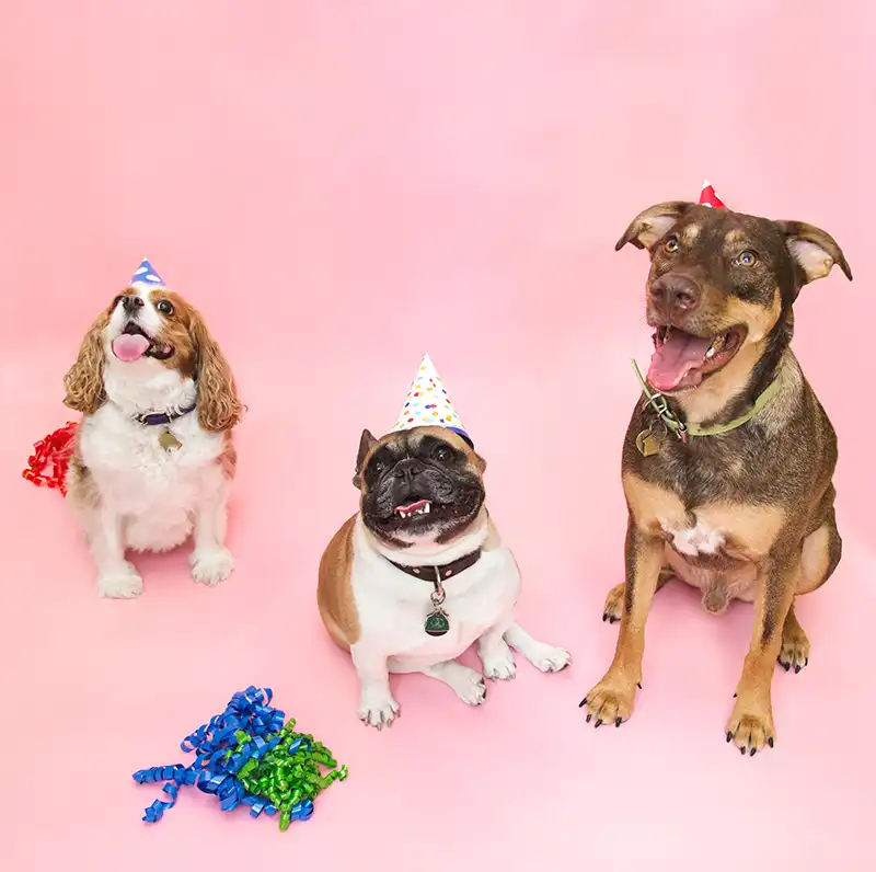 Three dogs wearing birthday hats, sitting on the floor and looking up.